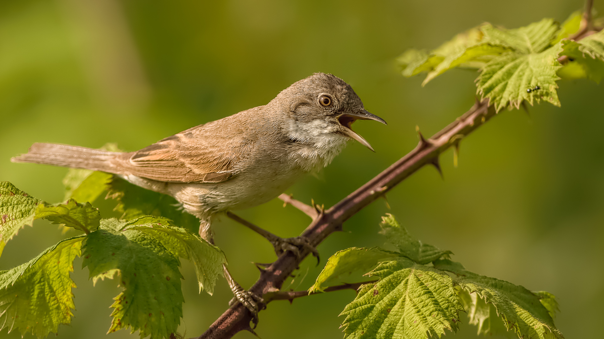 Akgerdanlı ötleğen
