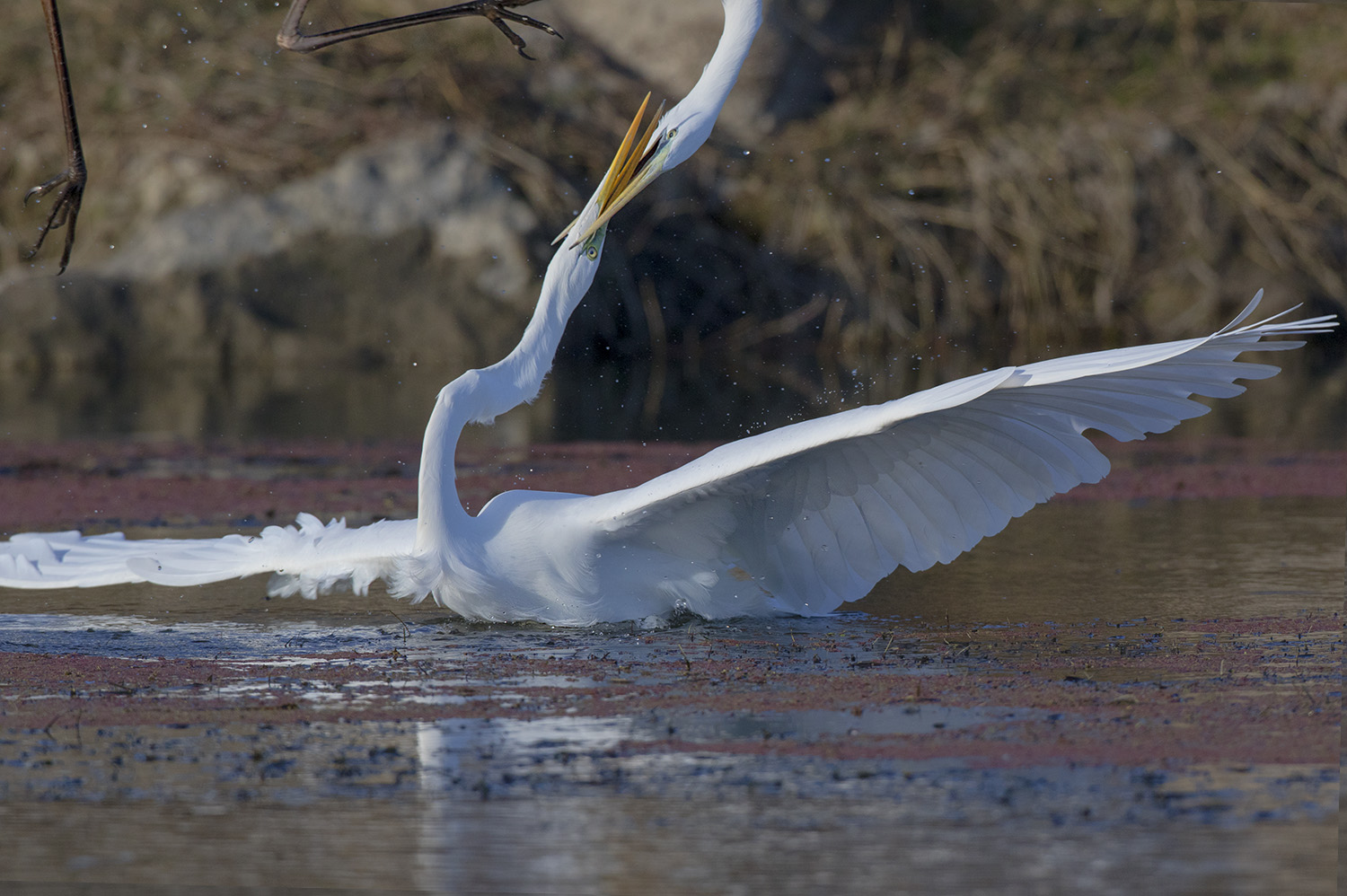 Büyük ak balıkçıl