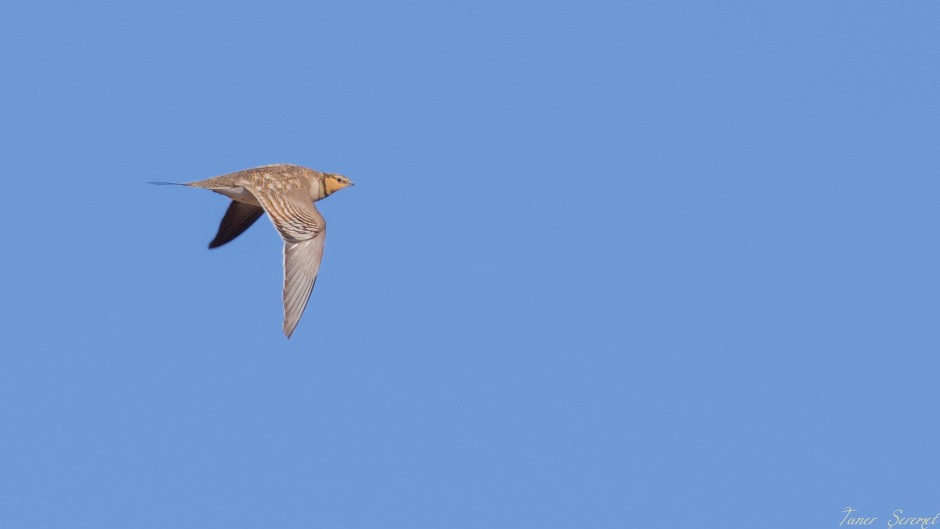 Kılkuyruk bağırtlak