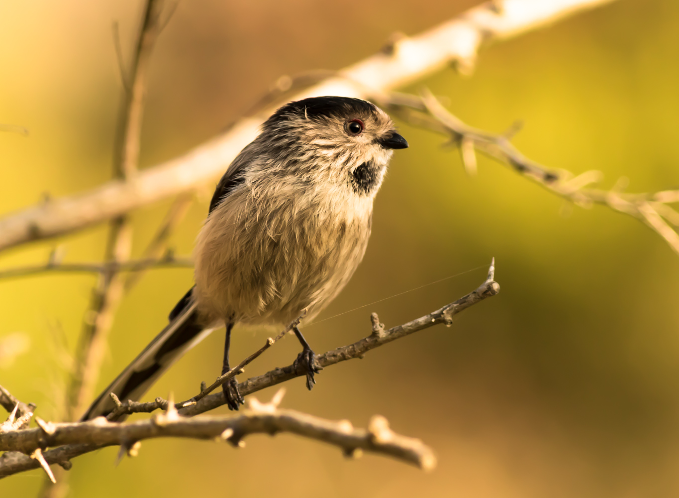 Uzunkuyruklu baştankara