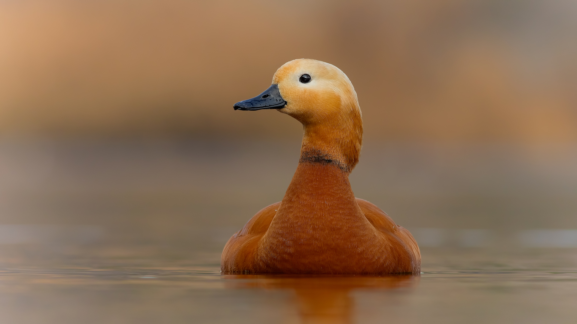 Angıt » Ruddy Shelduck » Tadorna ferruginea