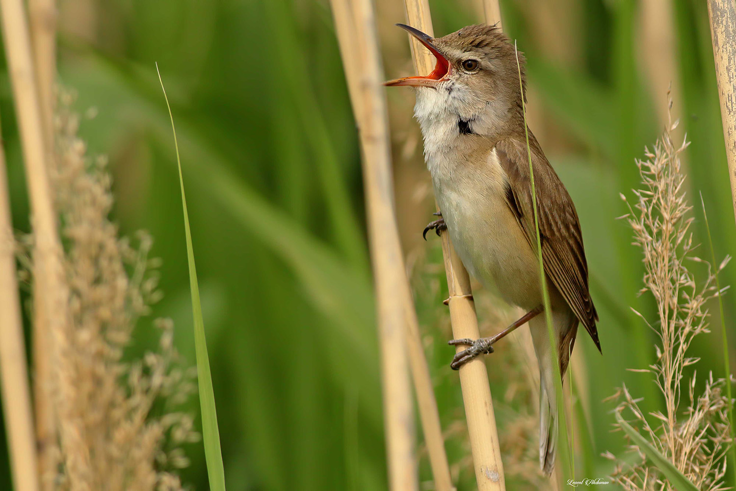 Büyük kamışçın