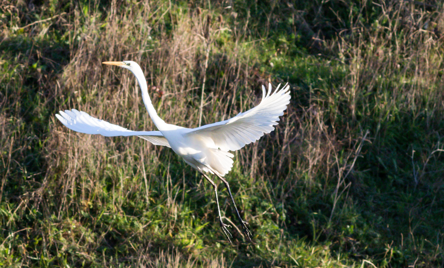 Büyük ak balıkçıl