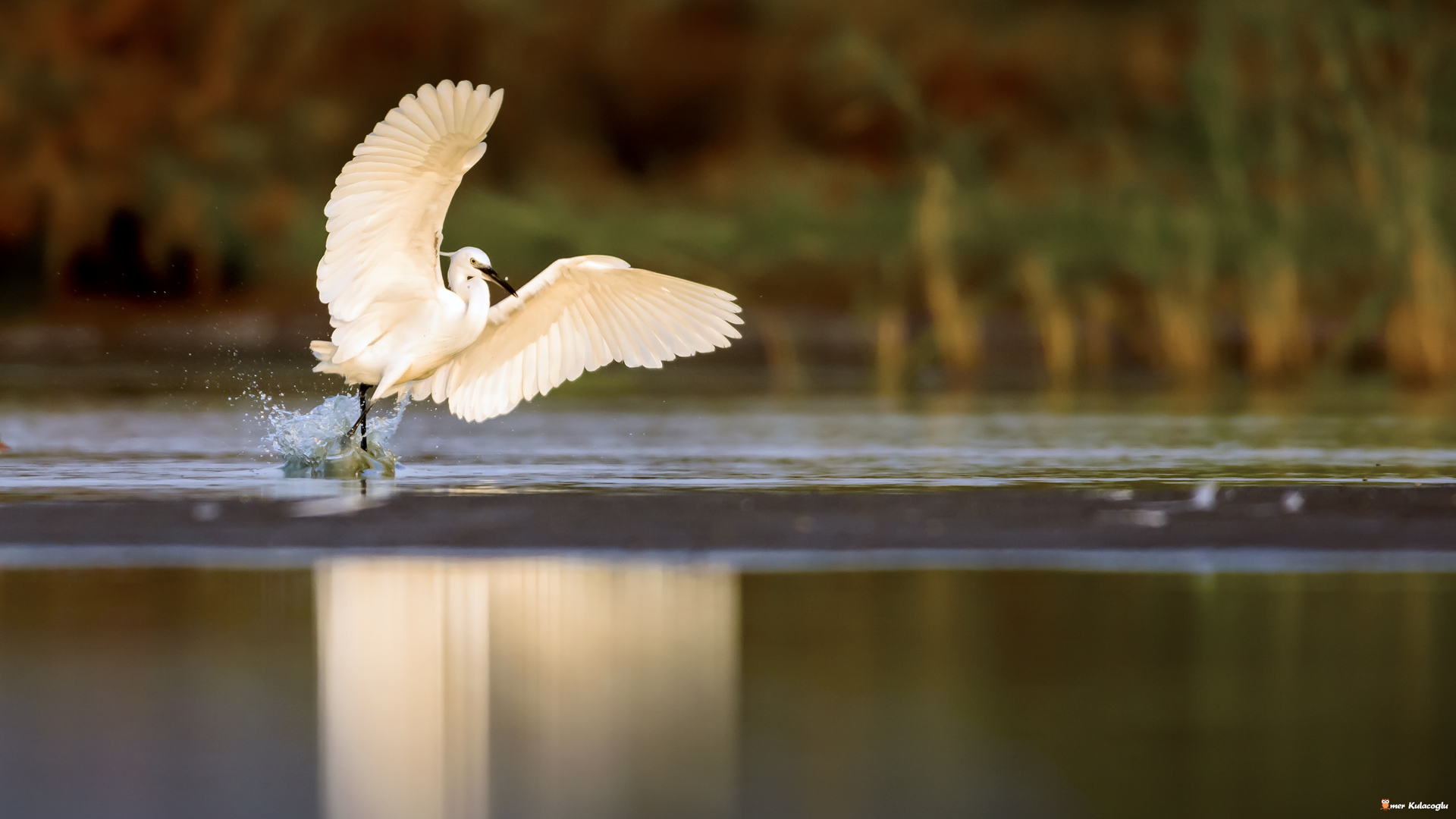 Küçük ak balıkçıl