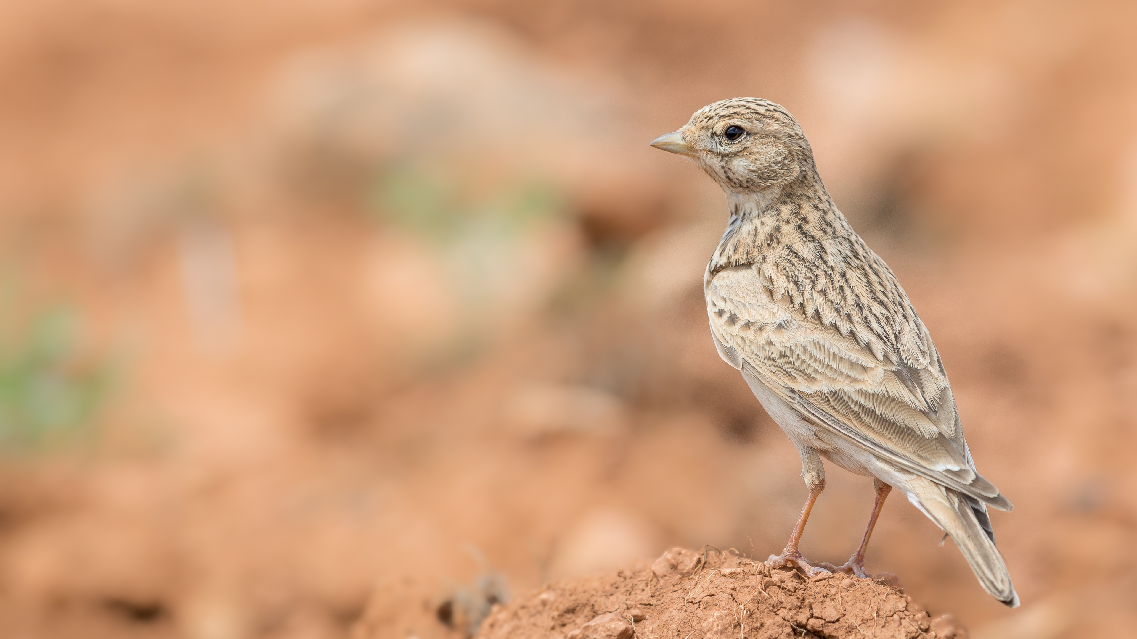 Türkistan çorak toygarı