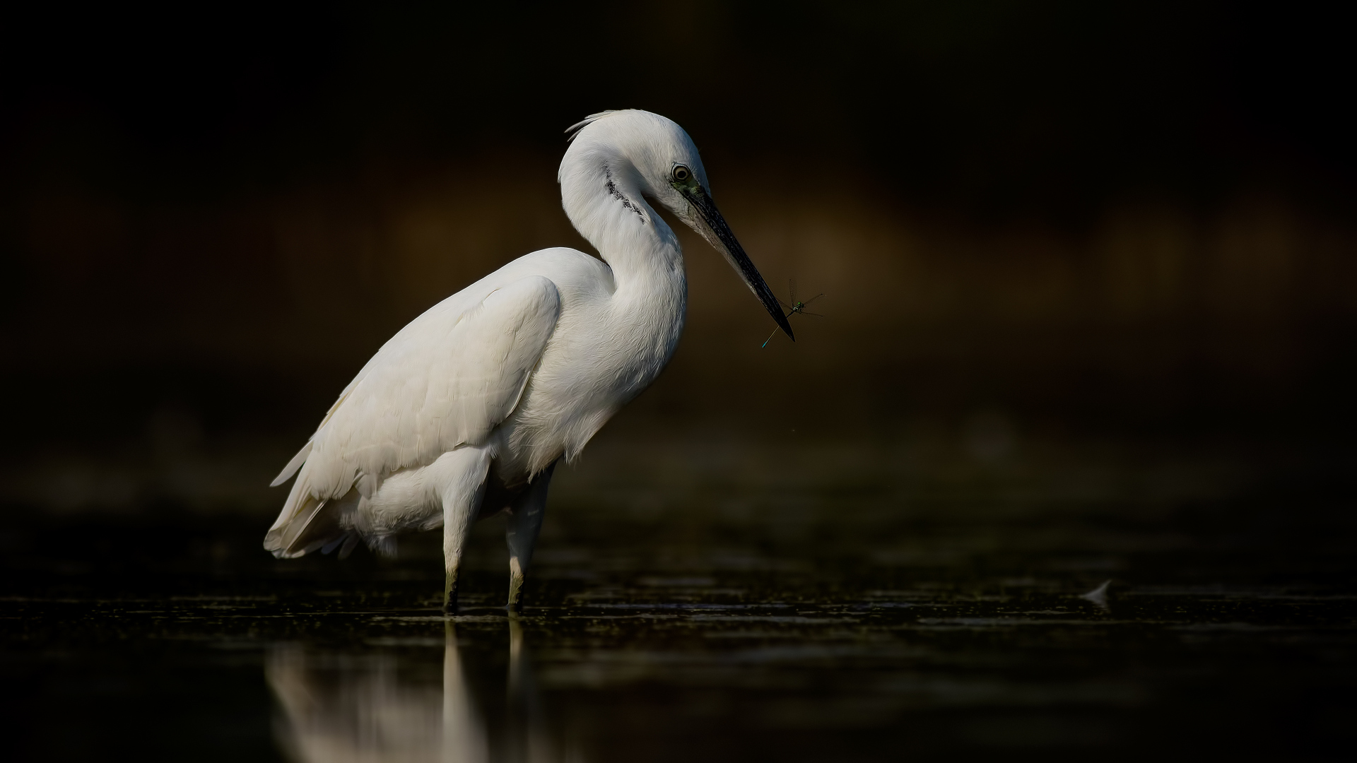 Küçük ak balıkçıl