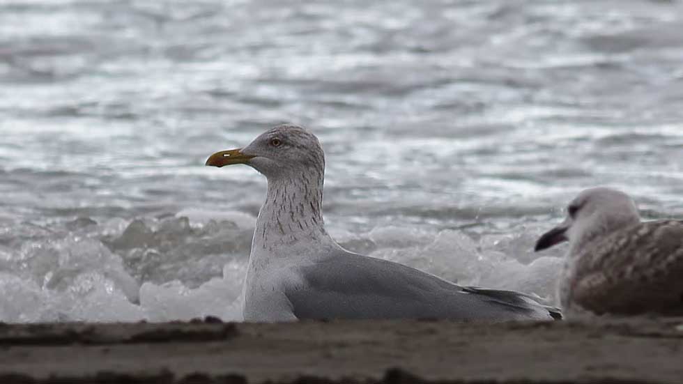 Kuzey gümüş martı