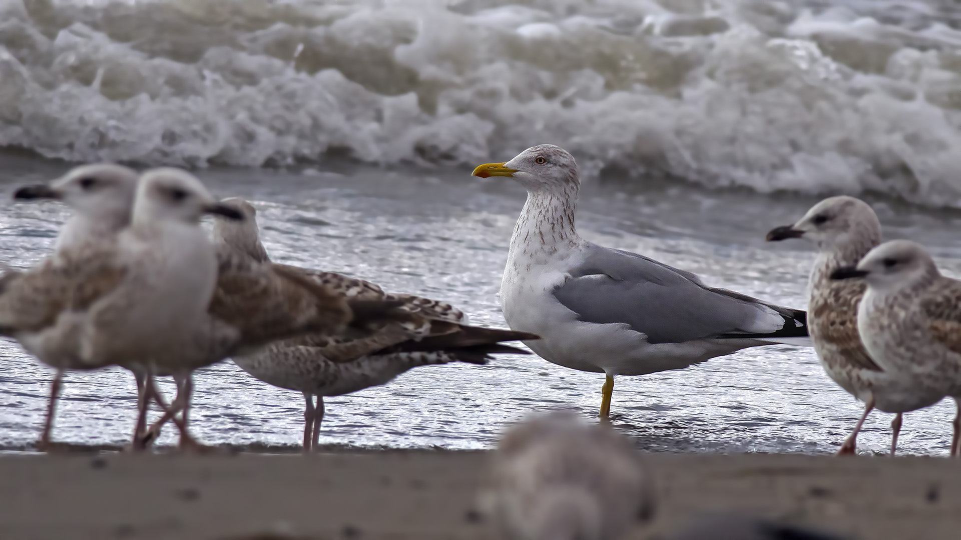 Kuzey gümüş martı