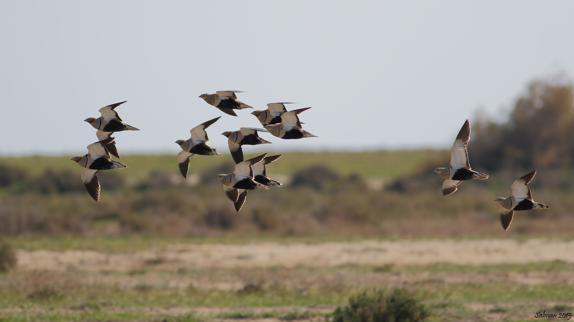 Bağırtlak » Black-bellied Sandgrouse » Pterocles orientalis