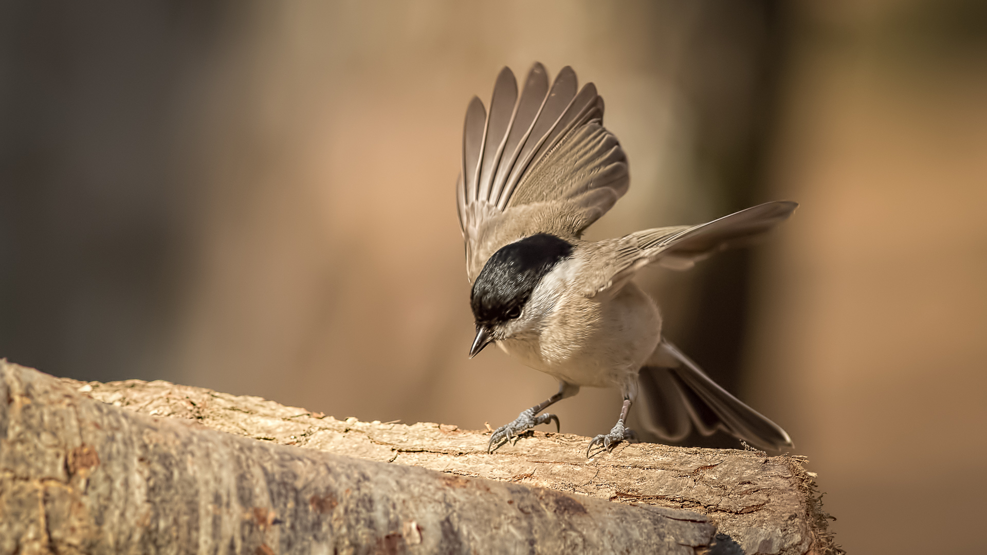 Kayın baştankarası