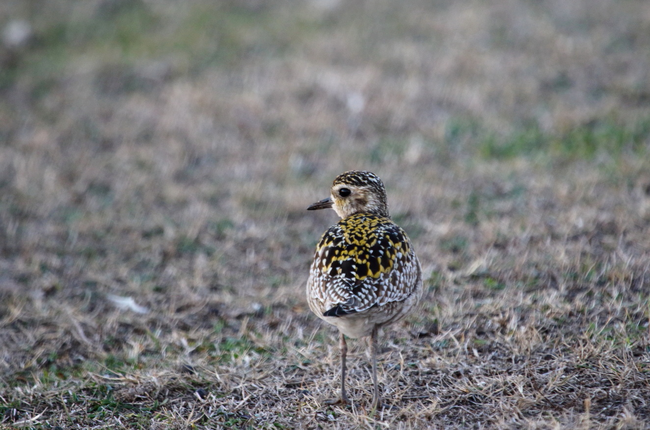 Küçük altın yağmurcun