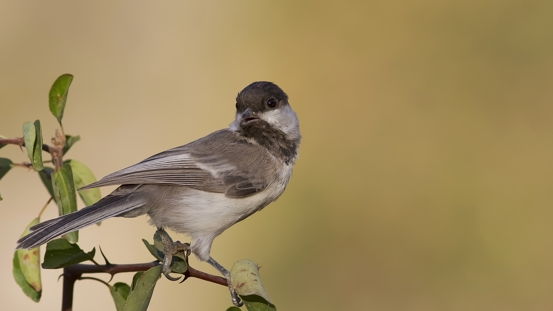 Akyanaklı baştankara