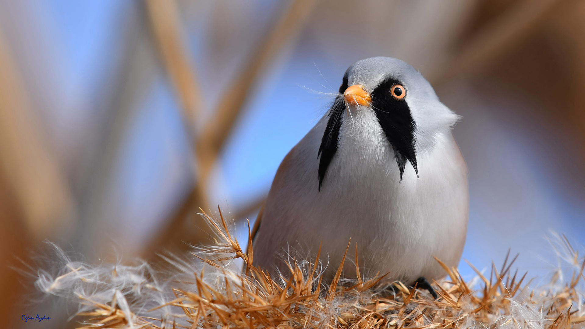 Bıyıklı baştankara