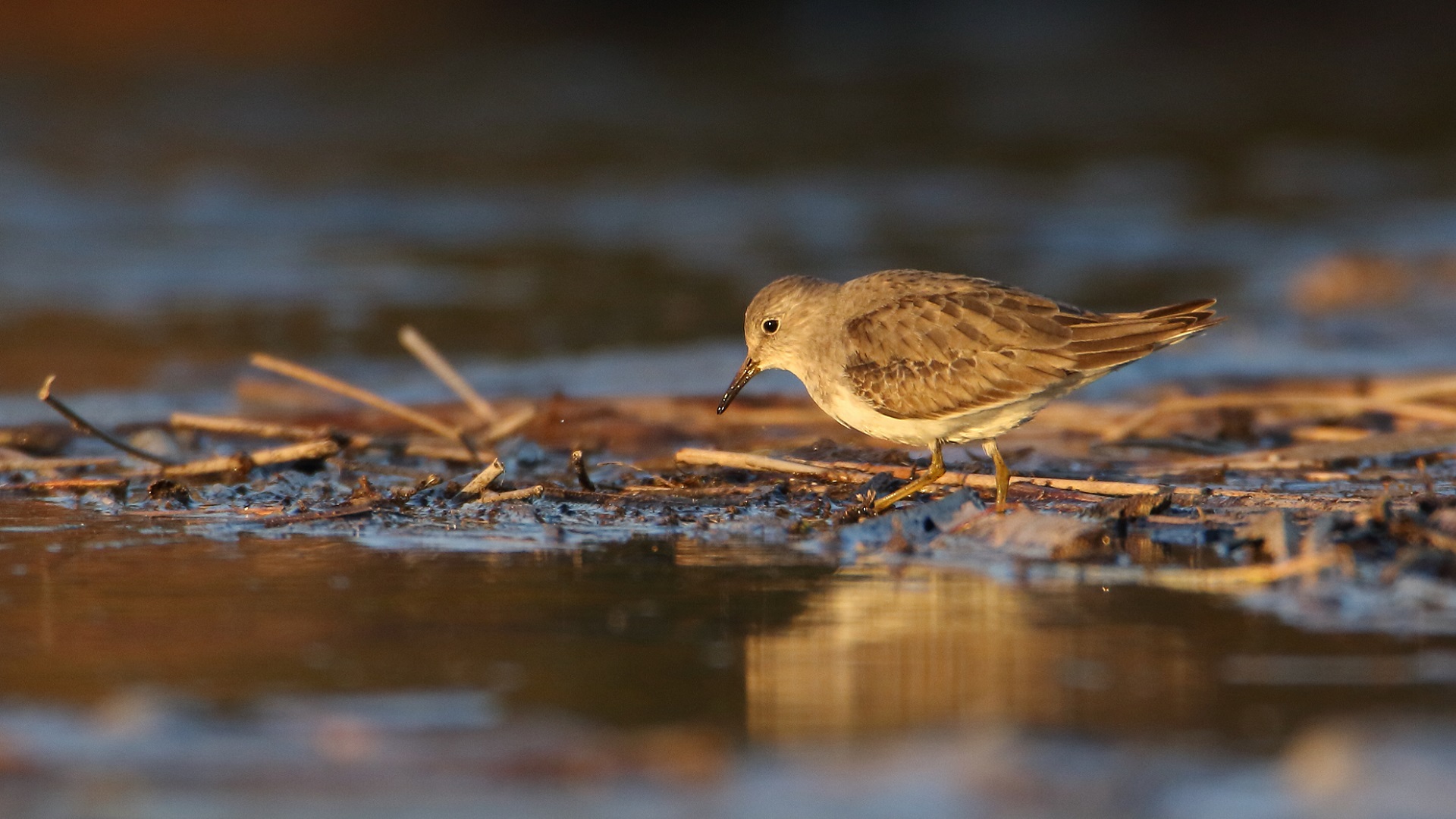 Sarıbacaklı kumkuşu