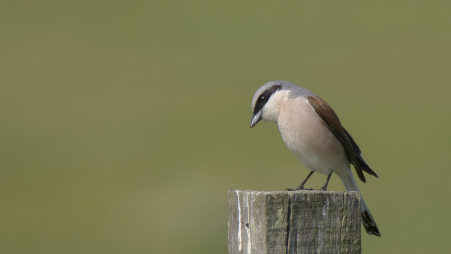 Kızılsırtlı örümcekkuşu
