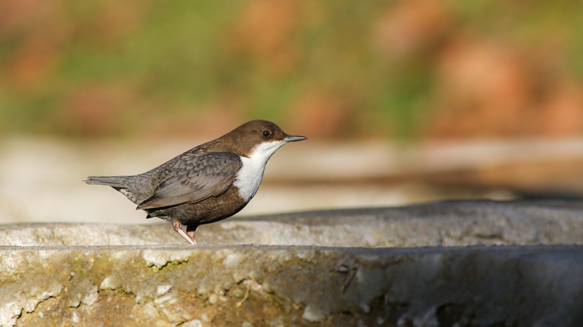 Derekuşu » White-throated Dipper » Cinclus cinclus