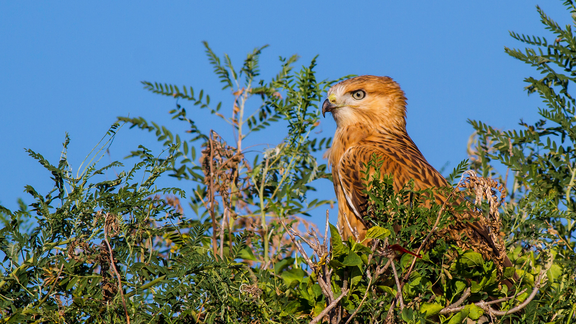 Kızıl şahin » Long-legged Buzzard » Buteo rufinus
