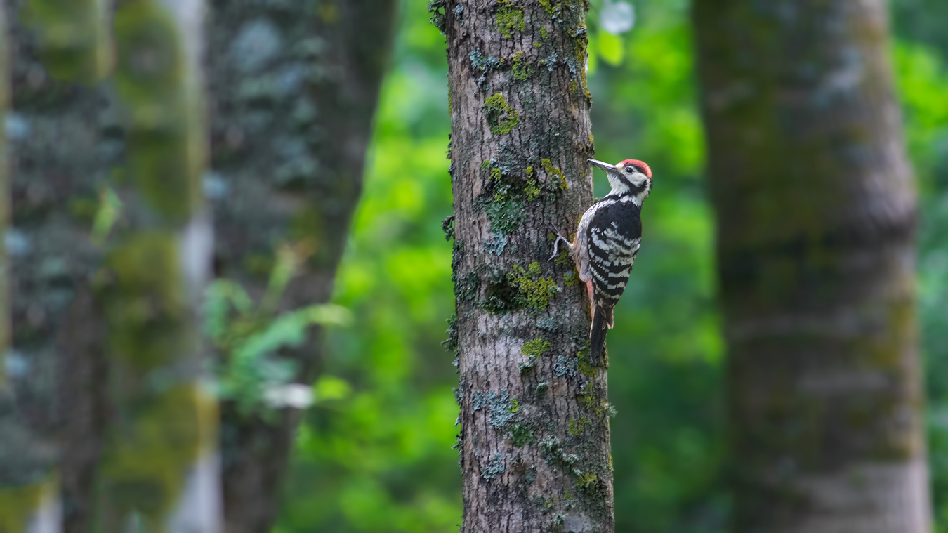 Aksırtlı ağaçkakan
