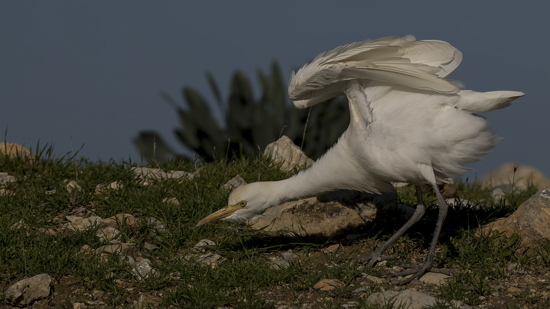 Sığır balıkçılı