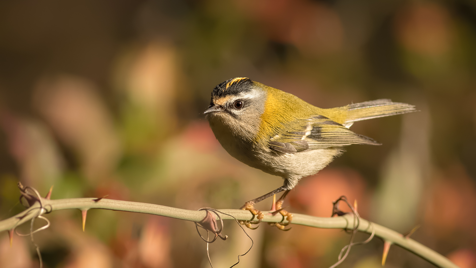 Sürmeli çalıkuşu