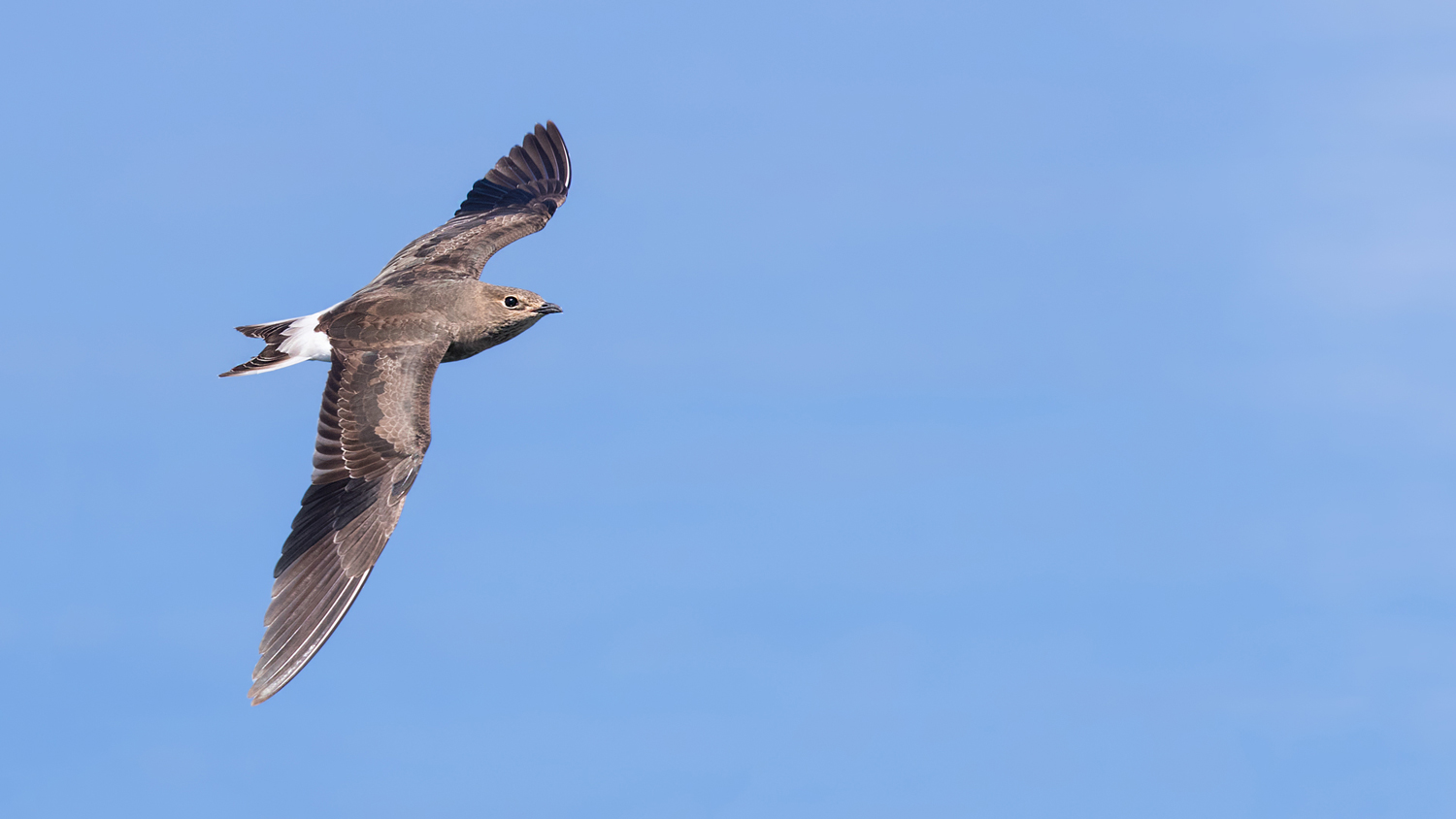 Karakanatlı bataklıkkırlangıcı