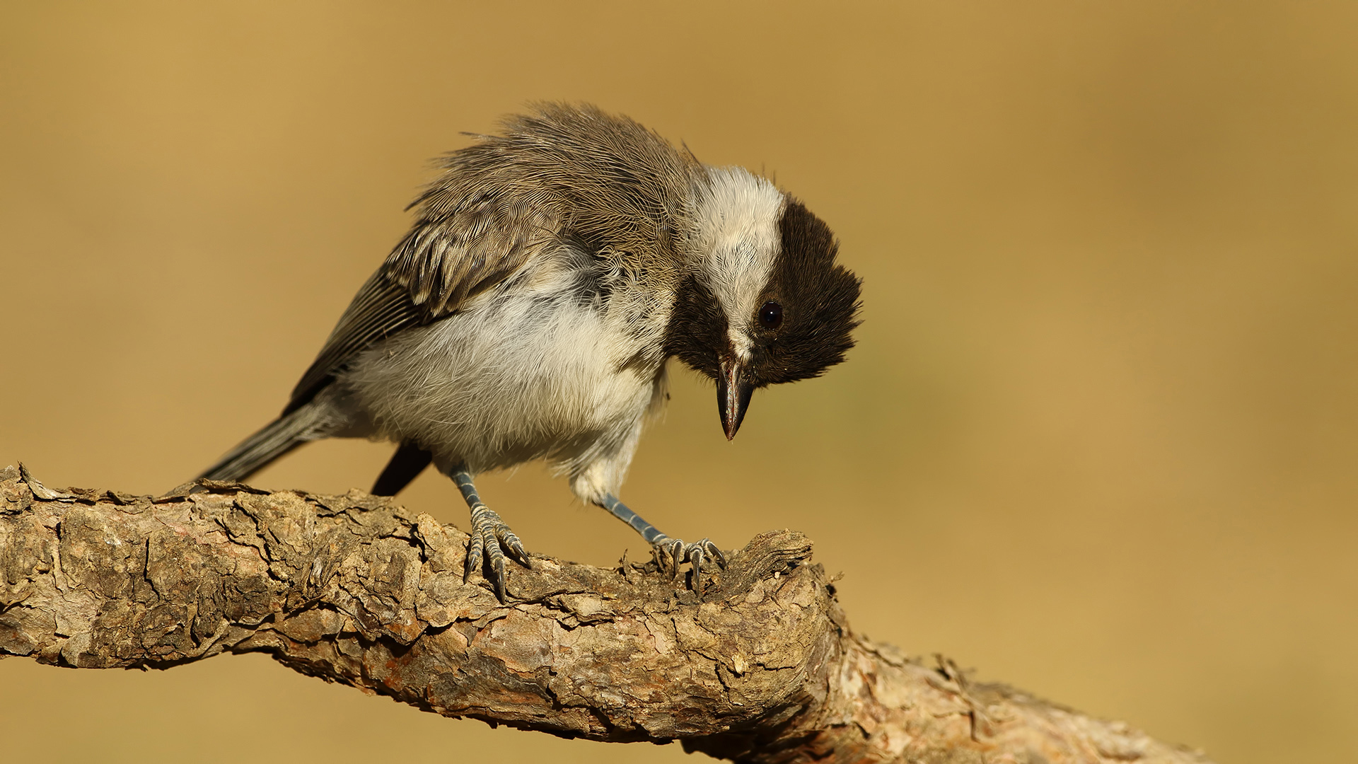Akyanaklı baştankara