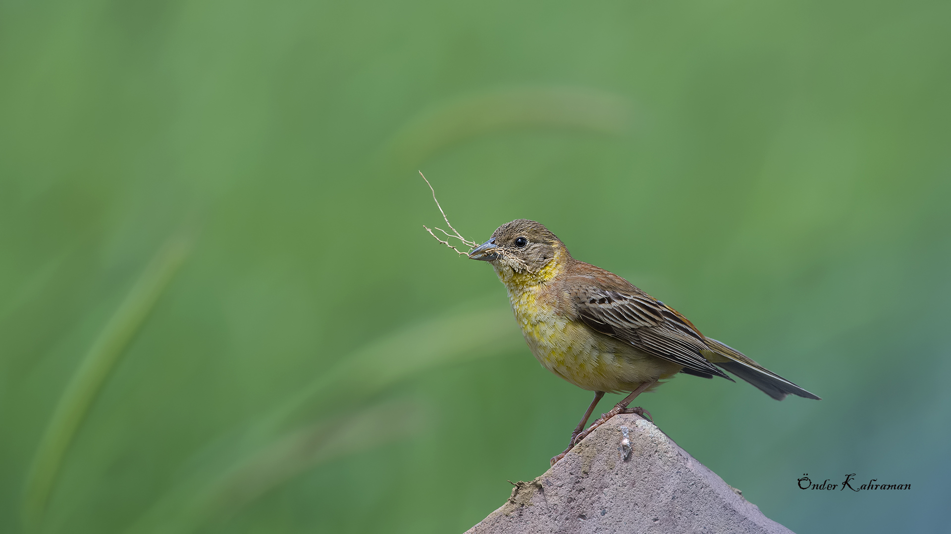 Karabaşlı kirazkuşu