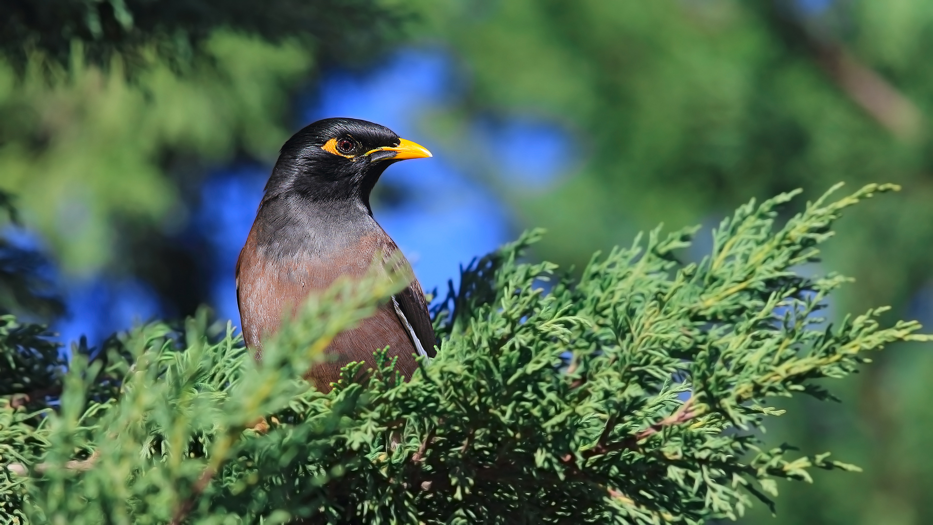 Çiğdeci » Common Myna » Acridotheres tristis