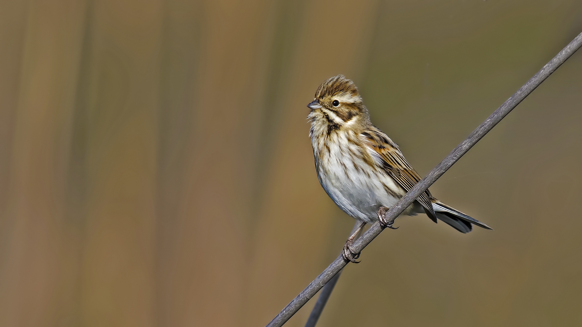 Bataklık Kirazkuşu