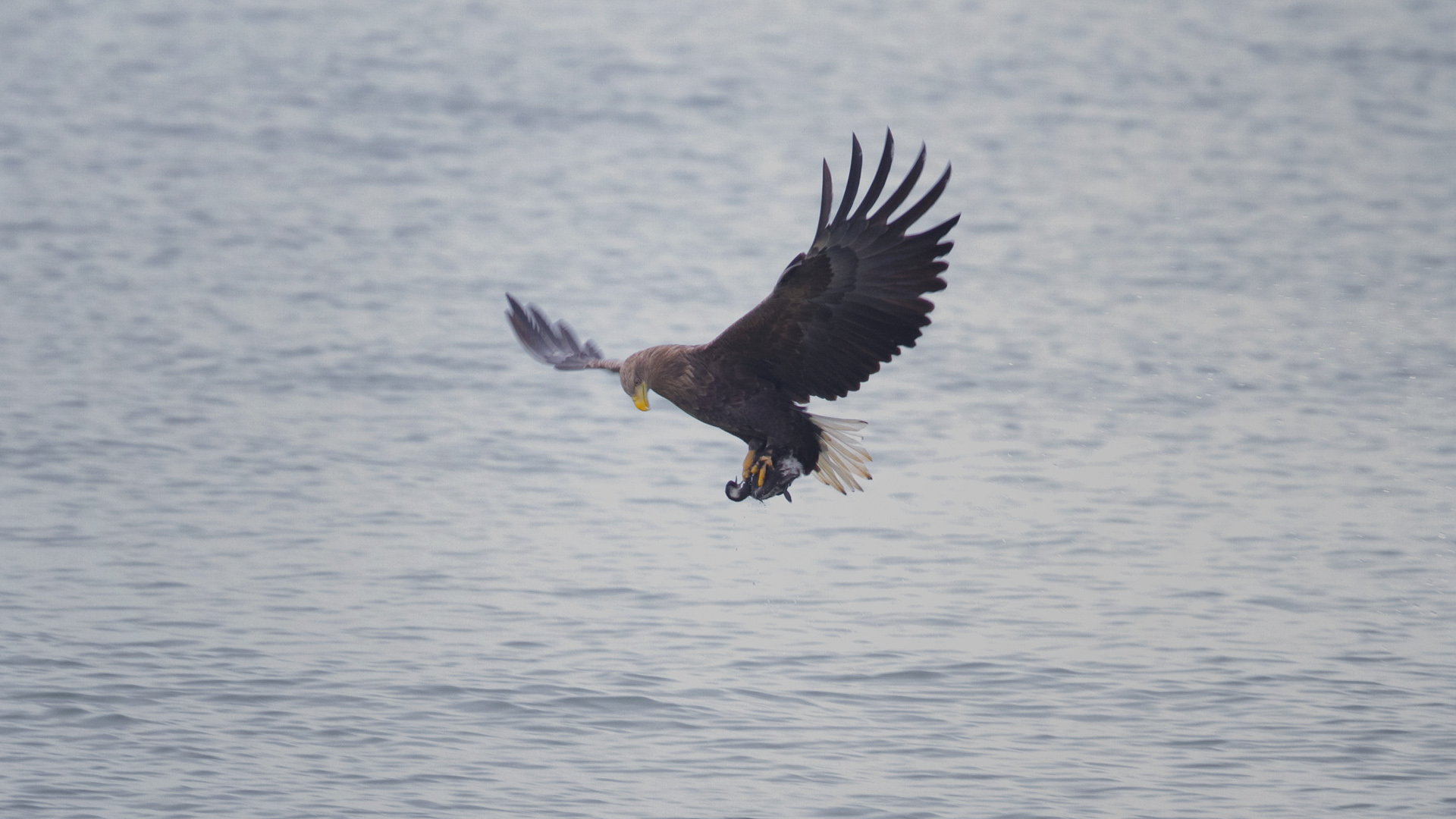 Akkuyruklu kartal » White-tailed Eagle » Haliaeetus albicilla