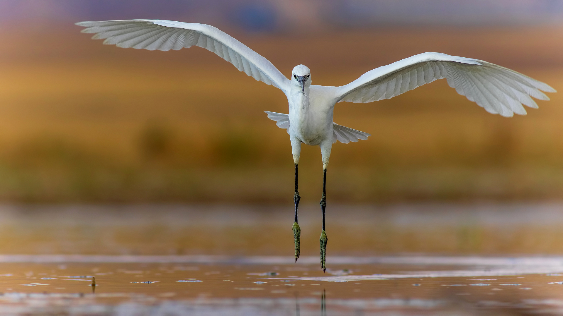 Küçük ak balıkçıl