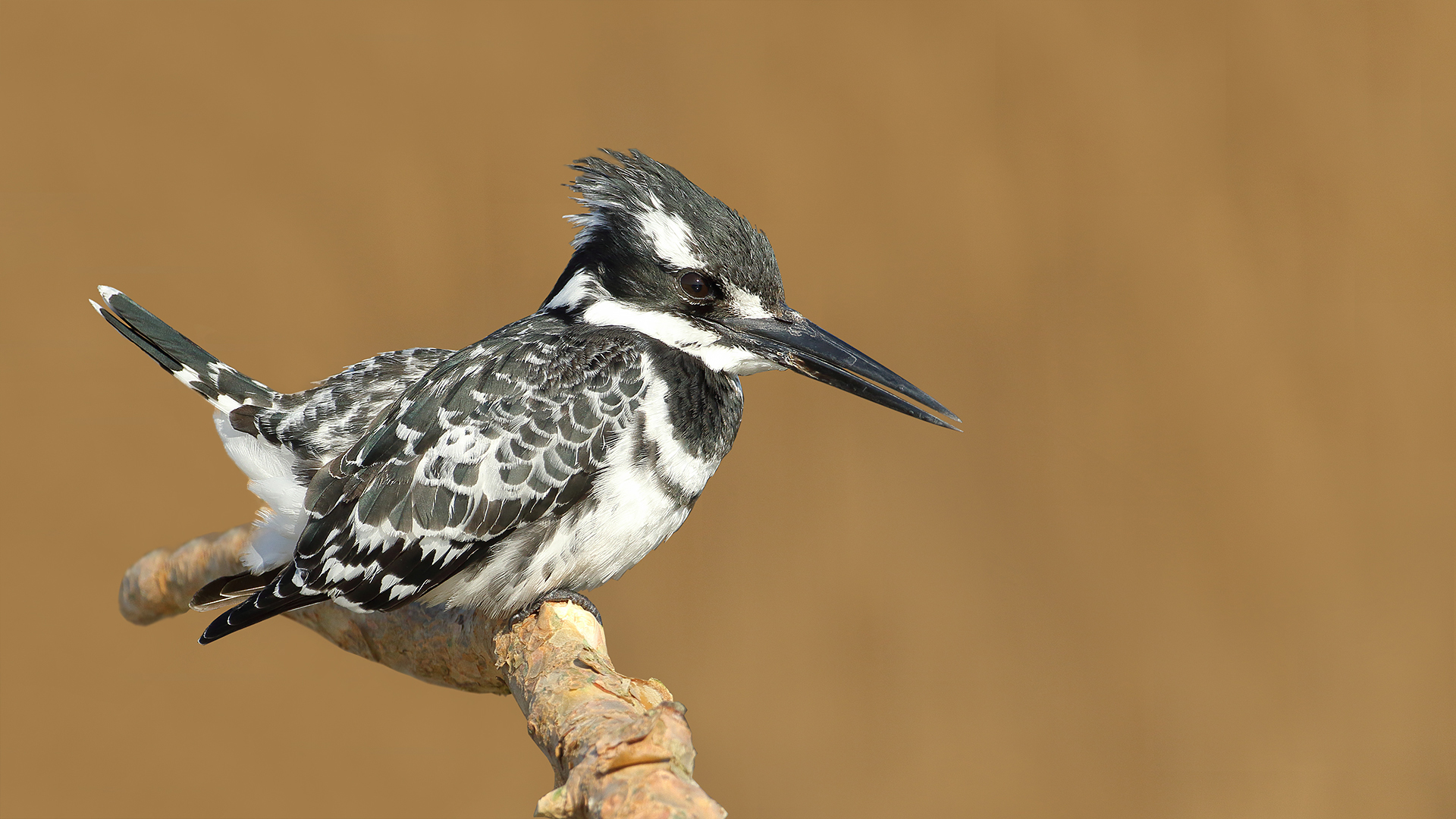 Alaca yalıçapkını