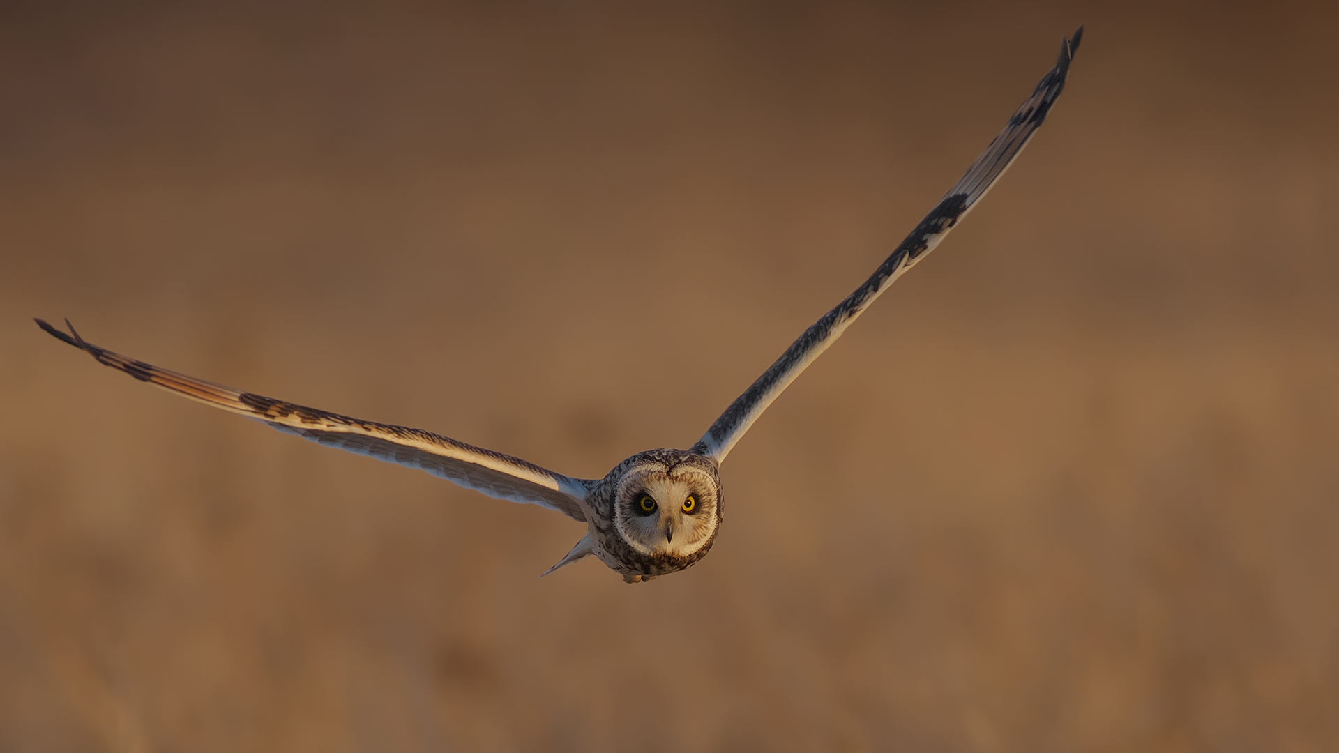 Kır baykuşu » Short-eared Owl » Asio flammeus