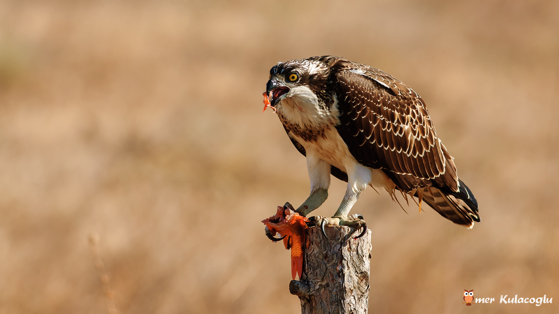 Balık kartalı » Western Osprey » Pandion haliaetus