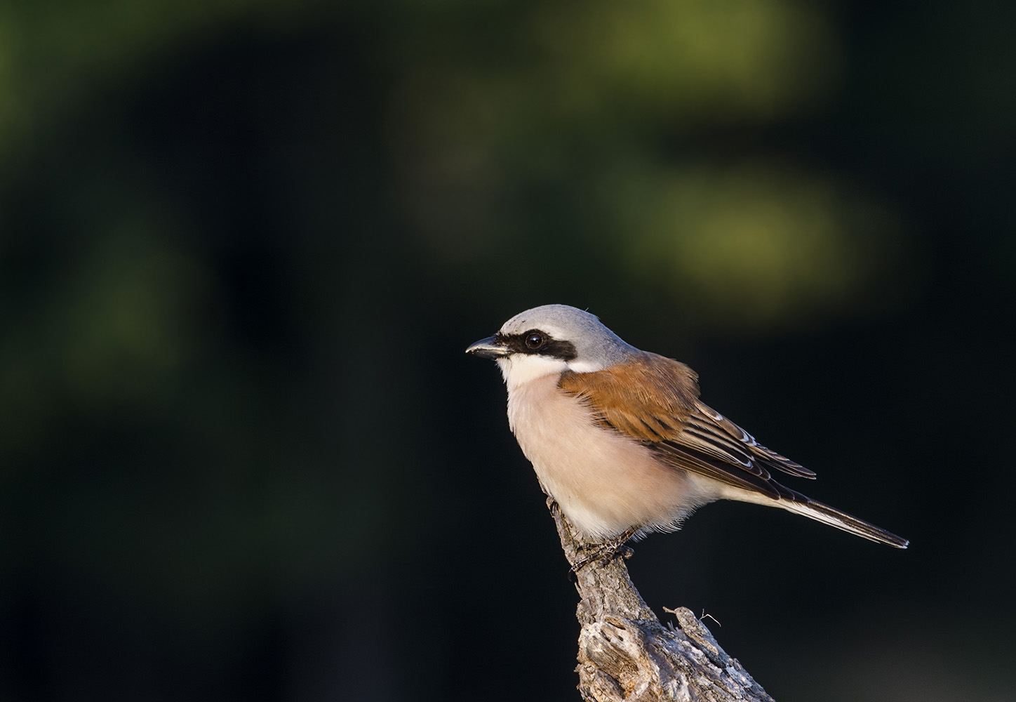 Kızılsırtlı örümcekkuşu