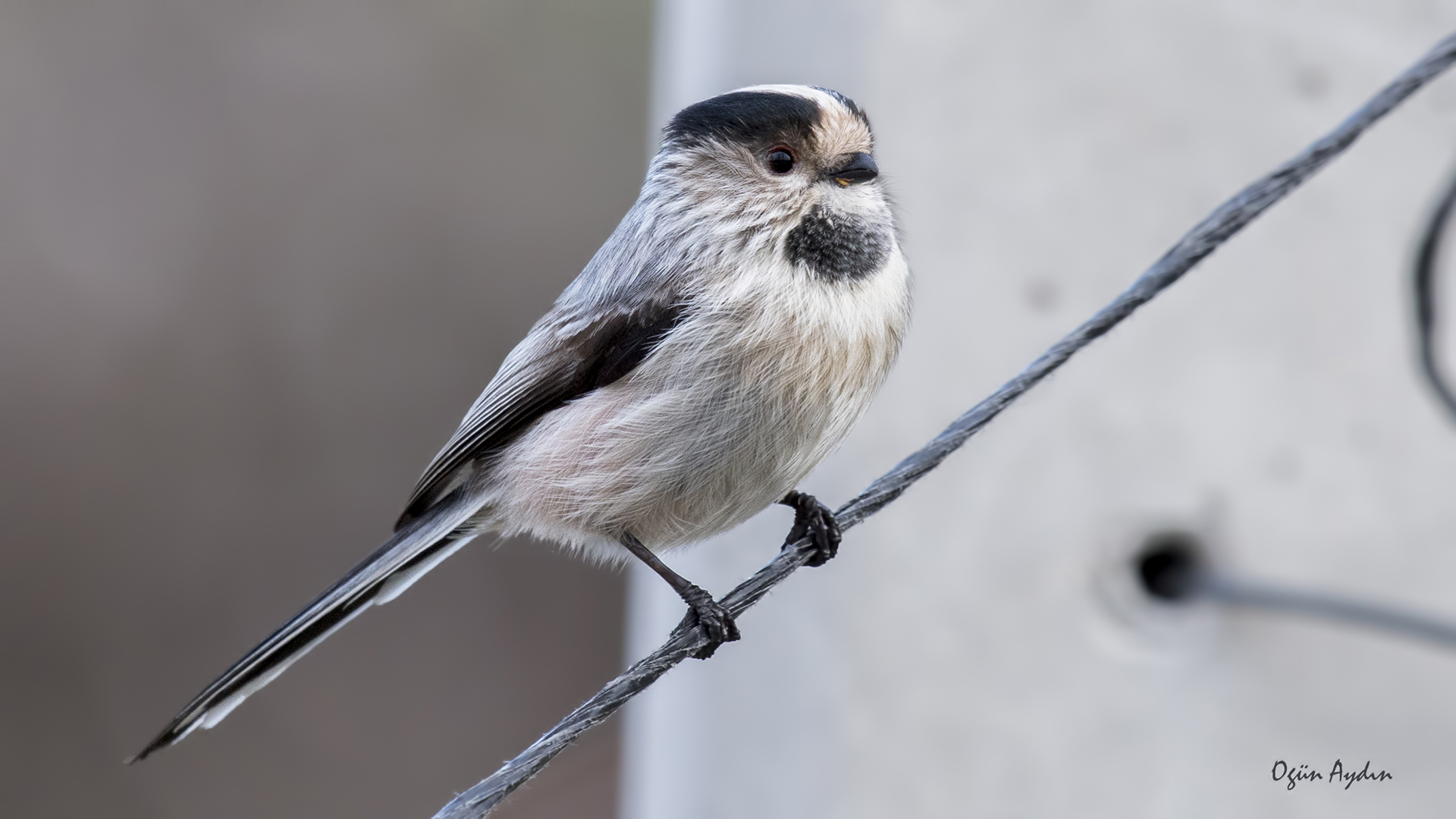 Uzunkuyruklu baştankara