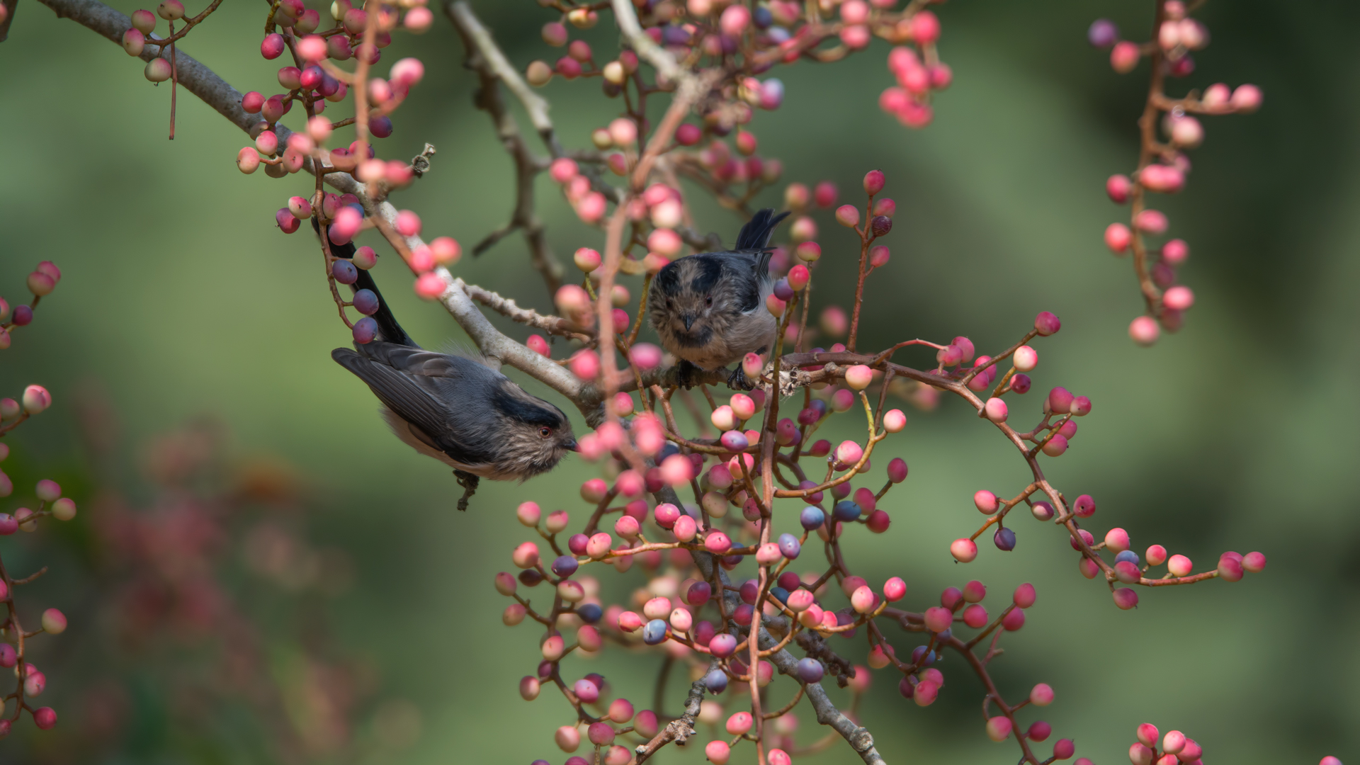Uzunkuyruklu baştankara » Long-tailed Tit » Aegithalos caudatus