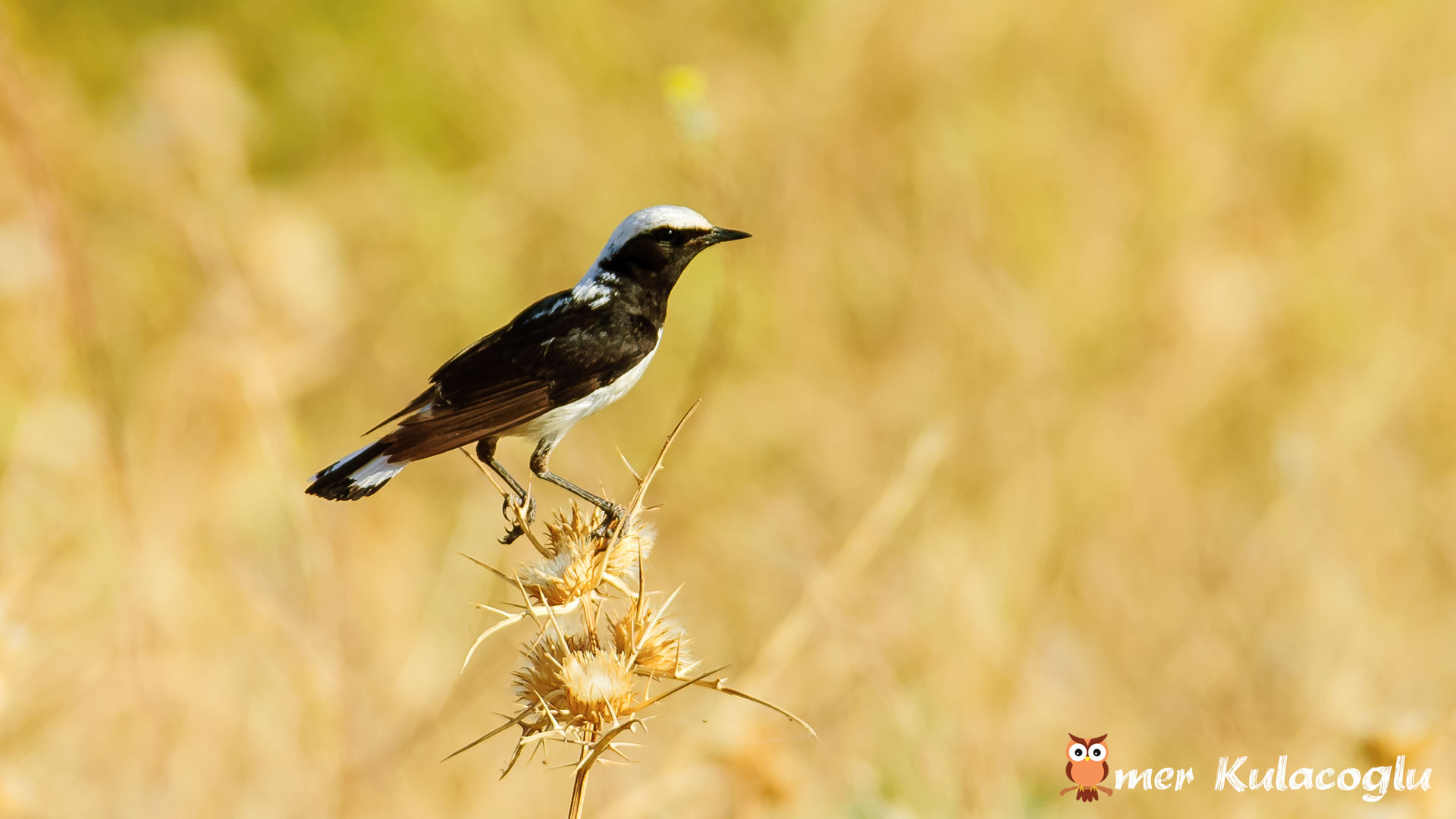 Aksırtlı kuyrukkakan