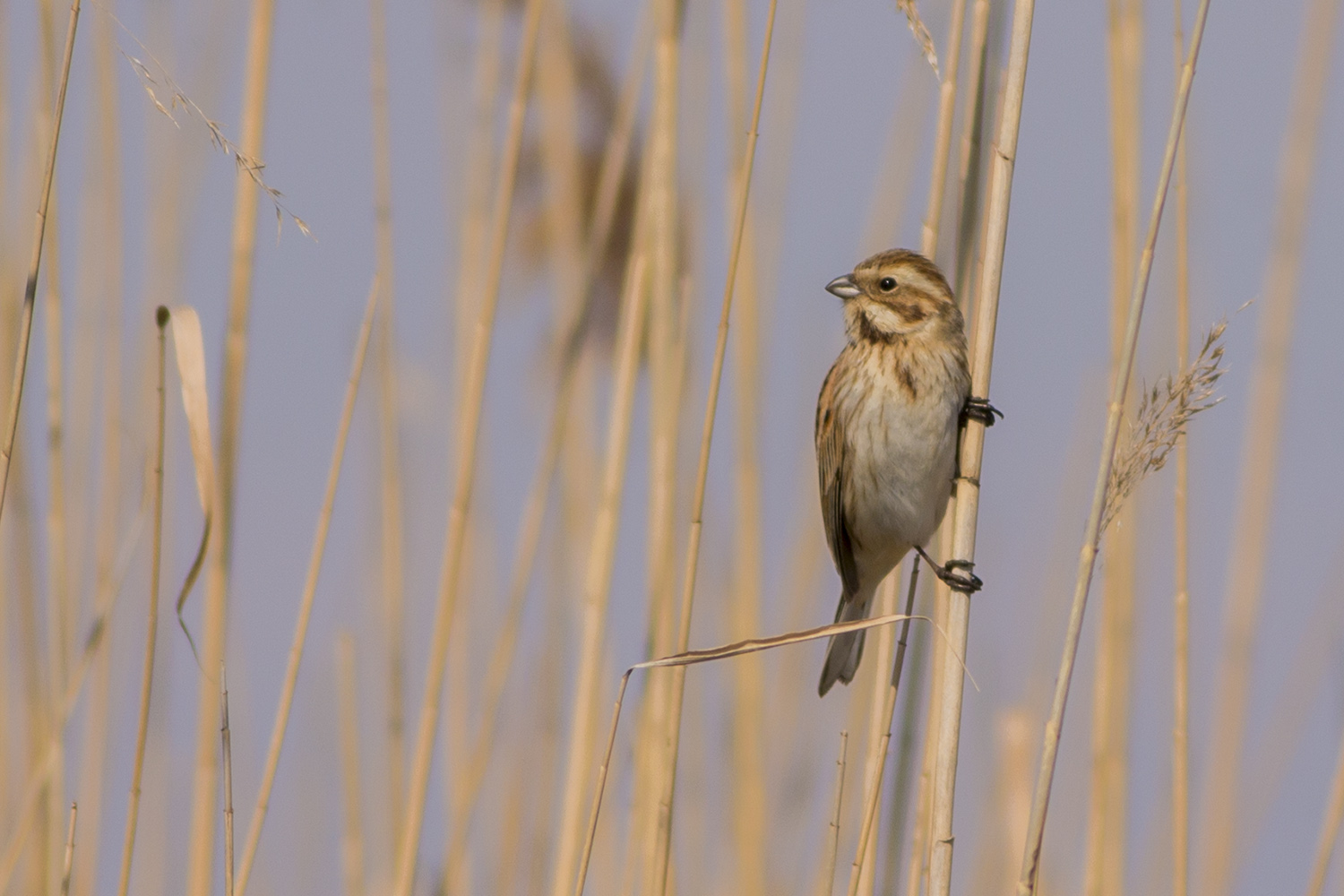 Bataklık Kirazkuşu