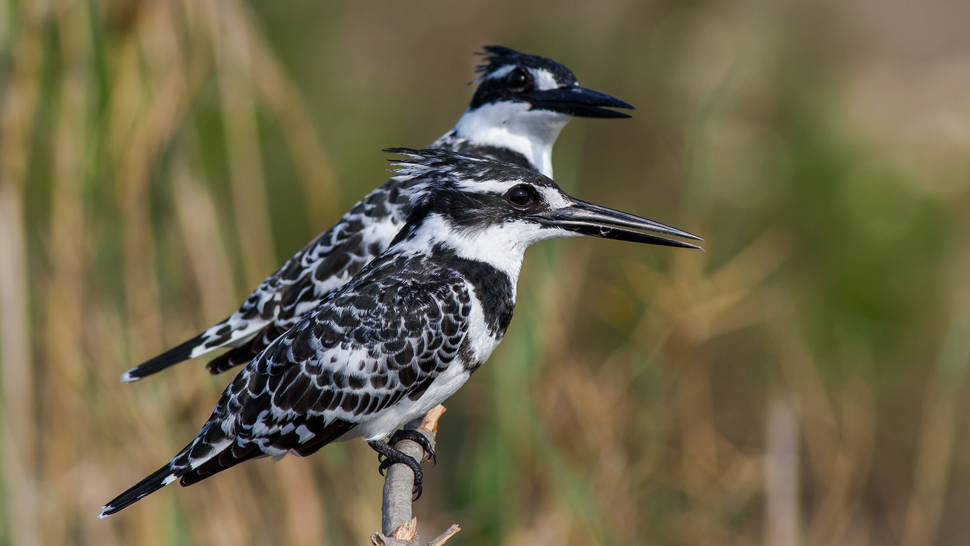 Alaca yalıçapkını » Pied Kingfisher » Ceryle rudis