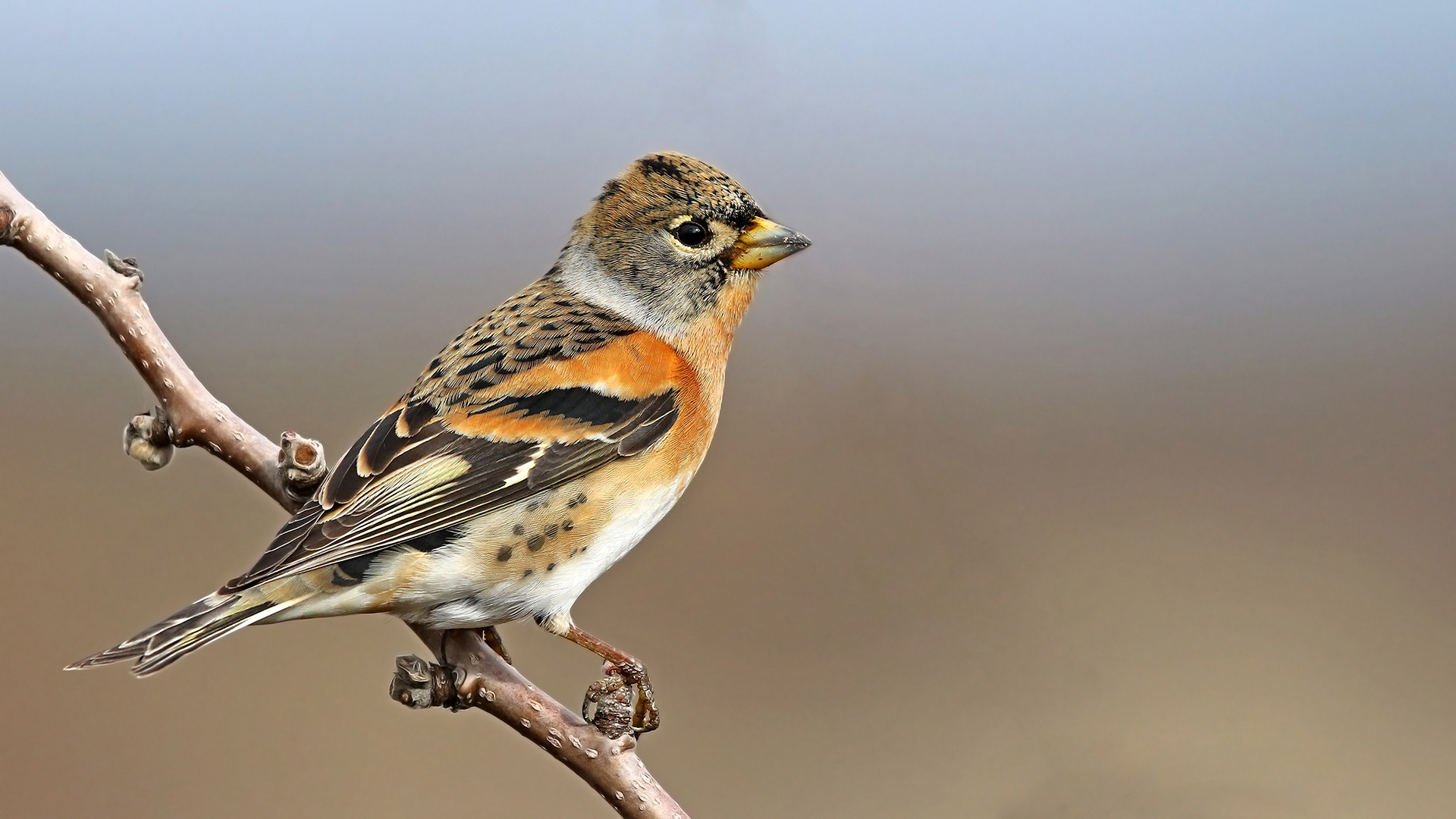 Dağ ispinozu » Brambling » Fringilla montifringilla