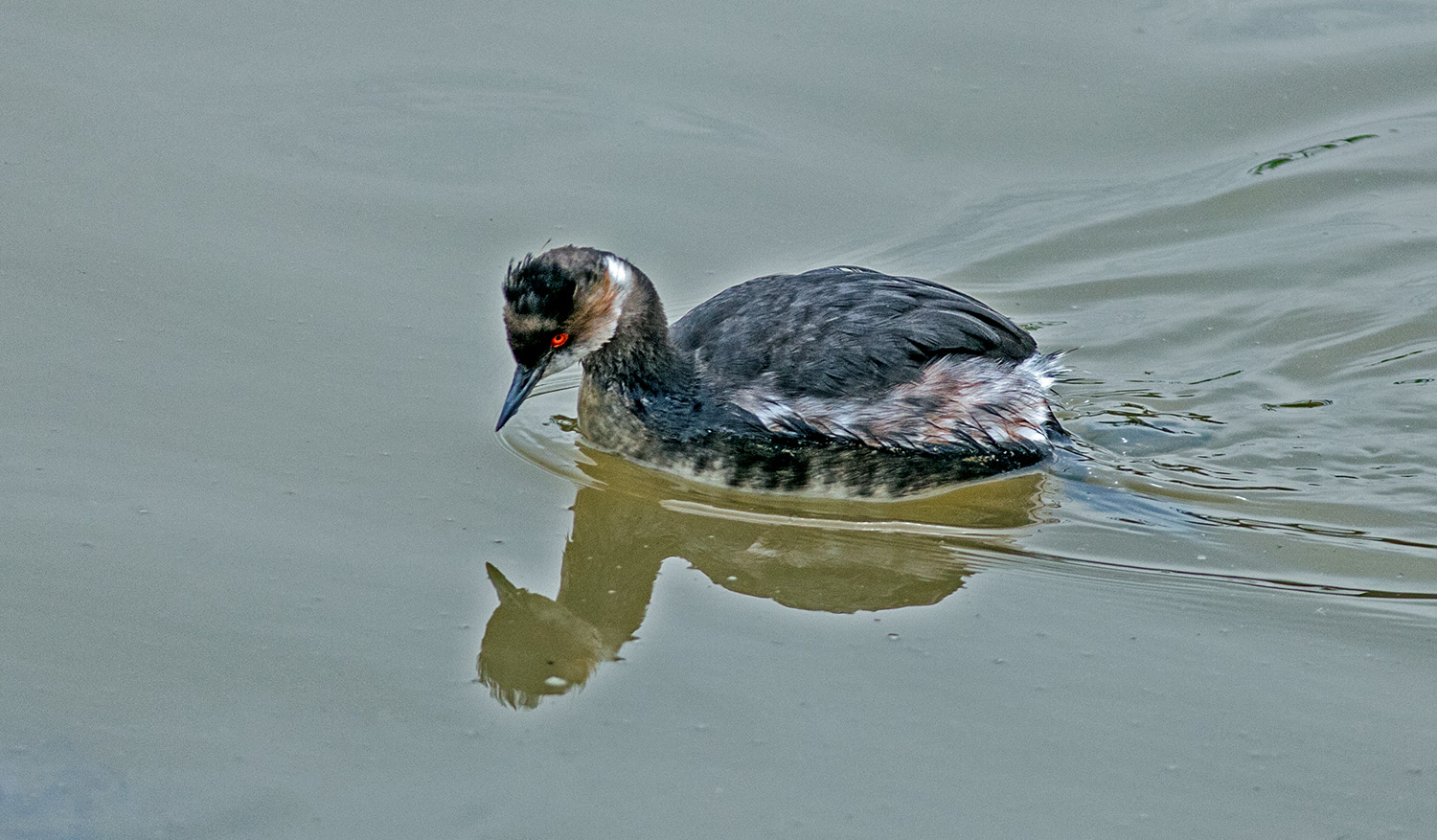 Karaboyunlu batağan