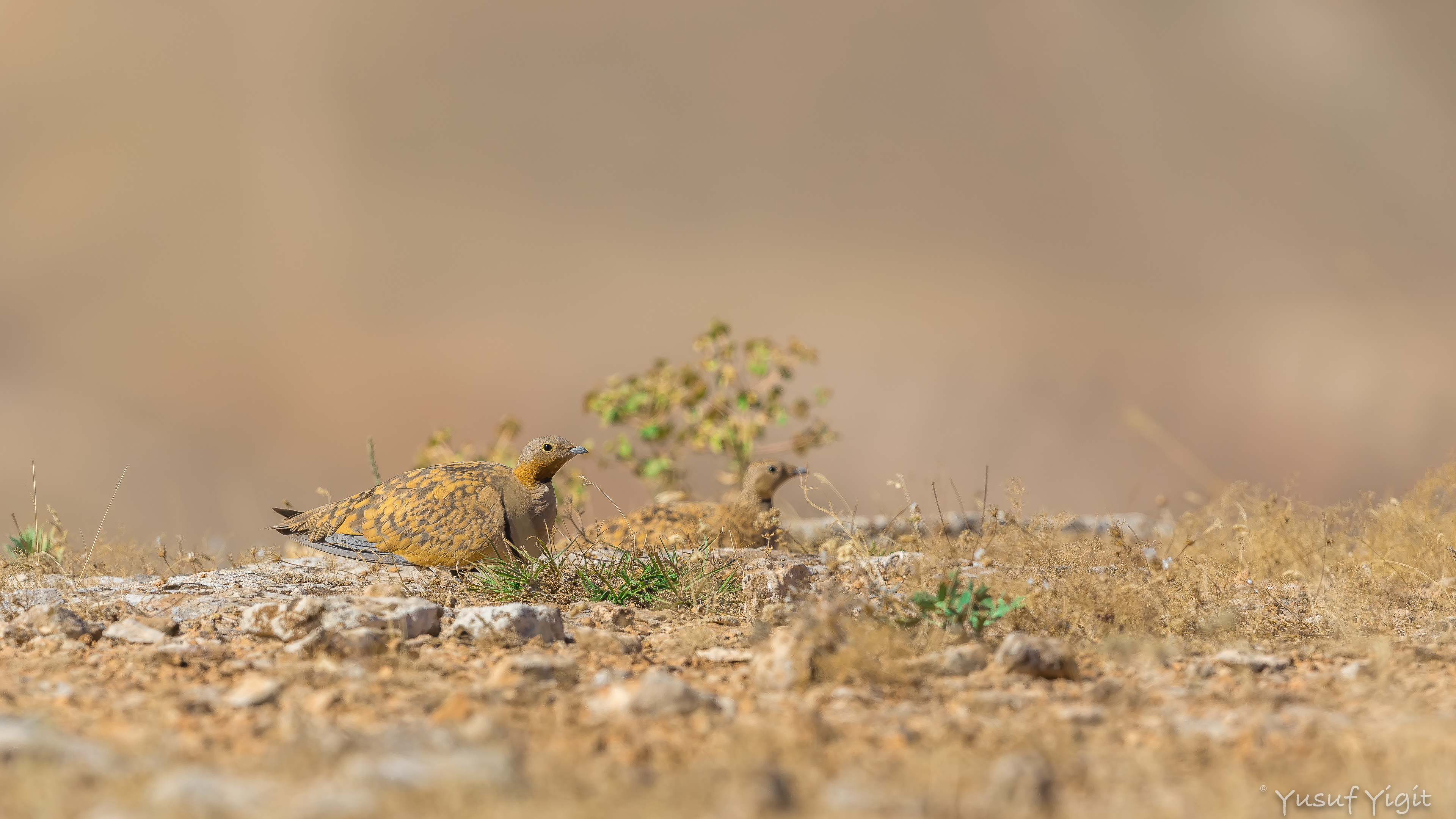 Bağırtlak » Black-bellied Sandgrouse » Pterocles orientalis