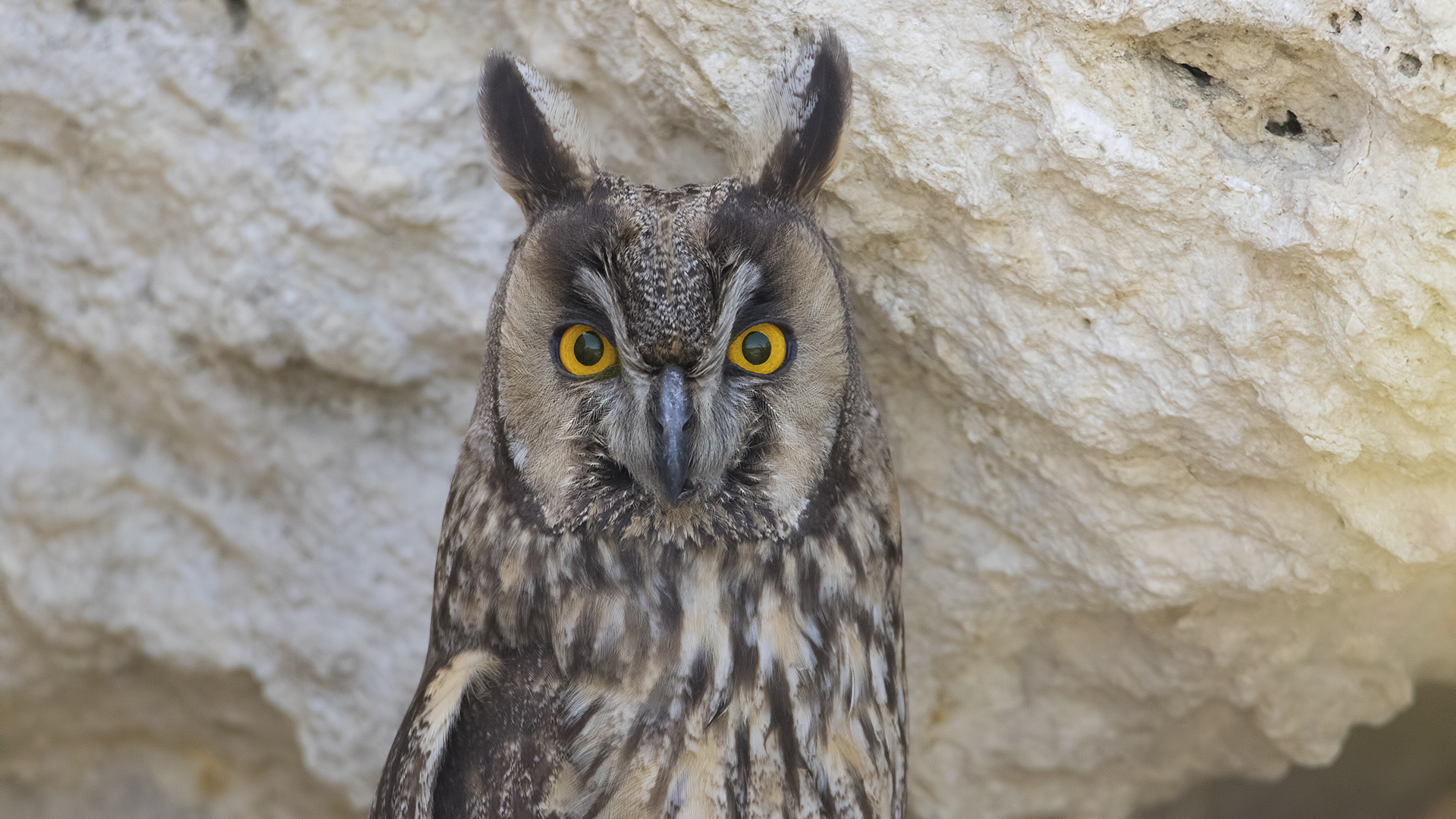 Kulaklı orman baykuşu