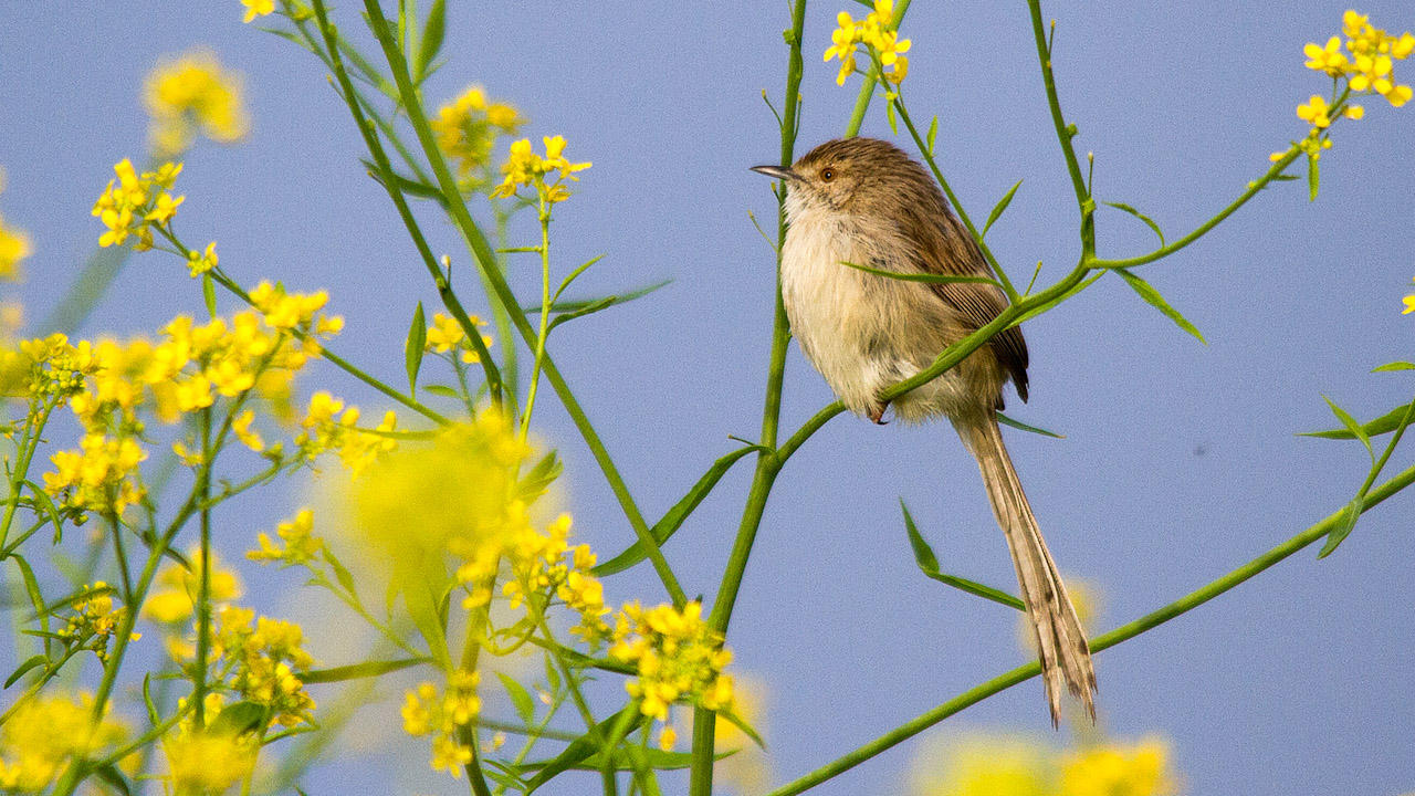 Dikkuyruklu ötleğen
