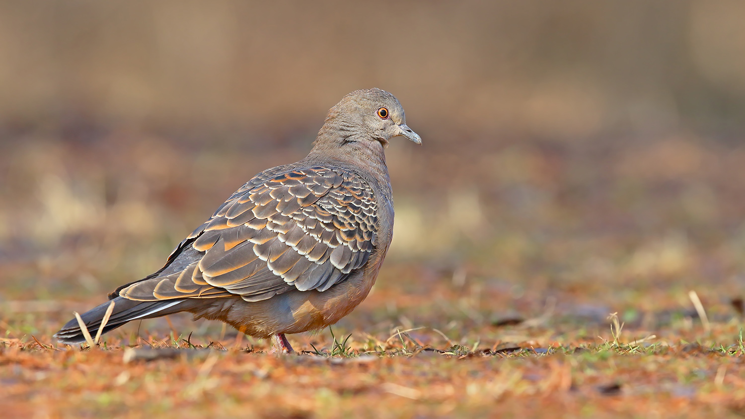 Büyük üveyik eskisi