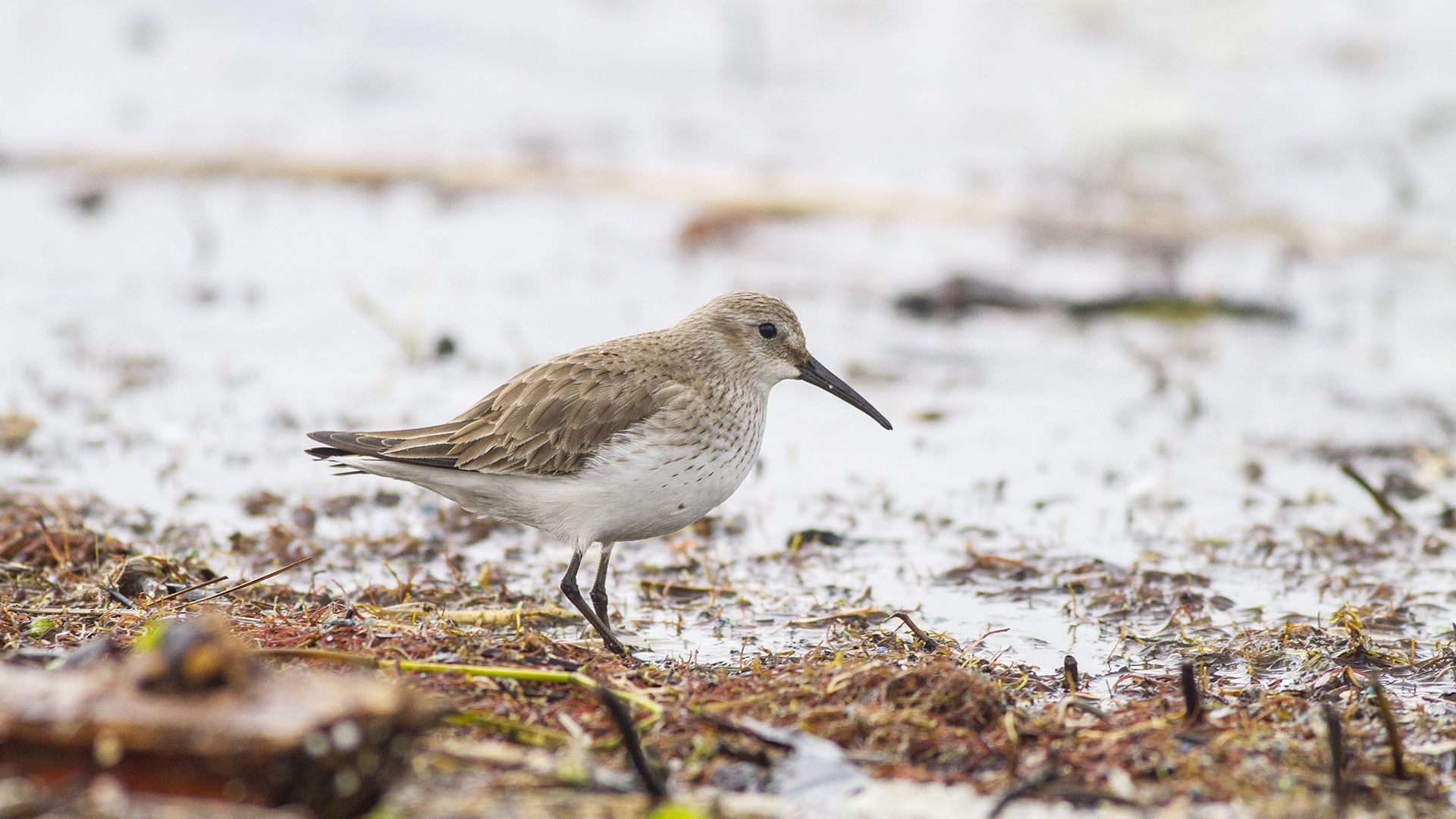 Karakarınlı kumkuşu » Dunlin » Calidris alpina