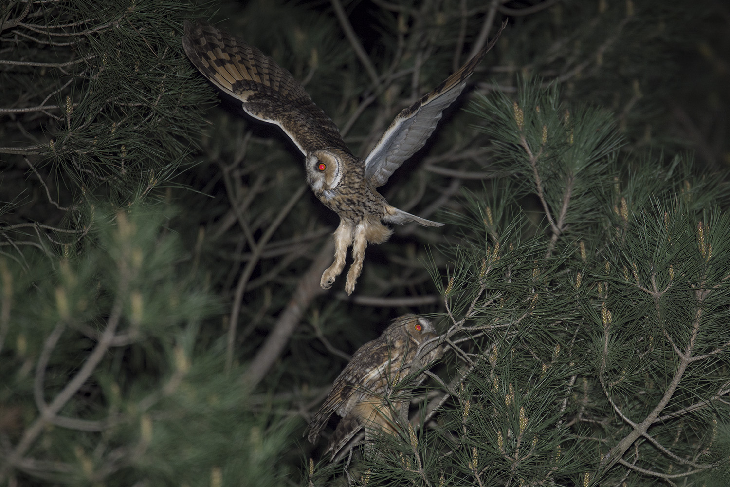 Kulaklı orman baykuşu