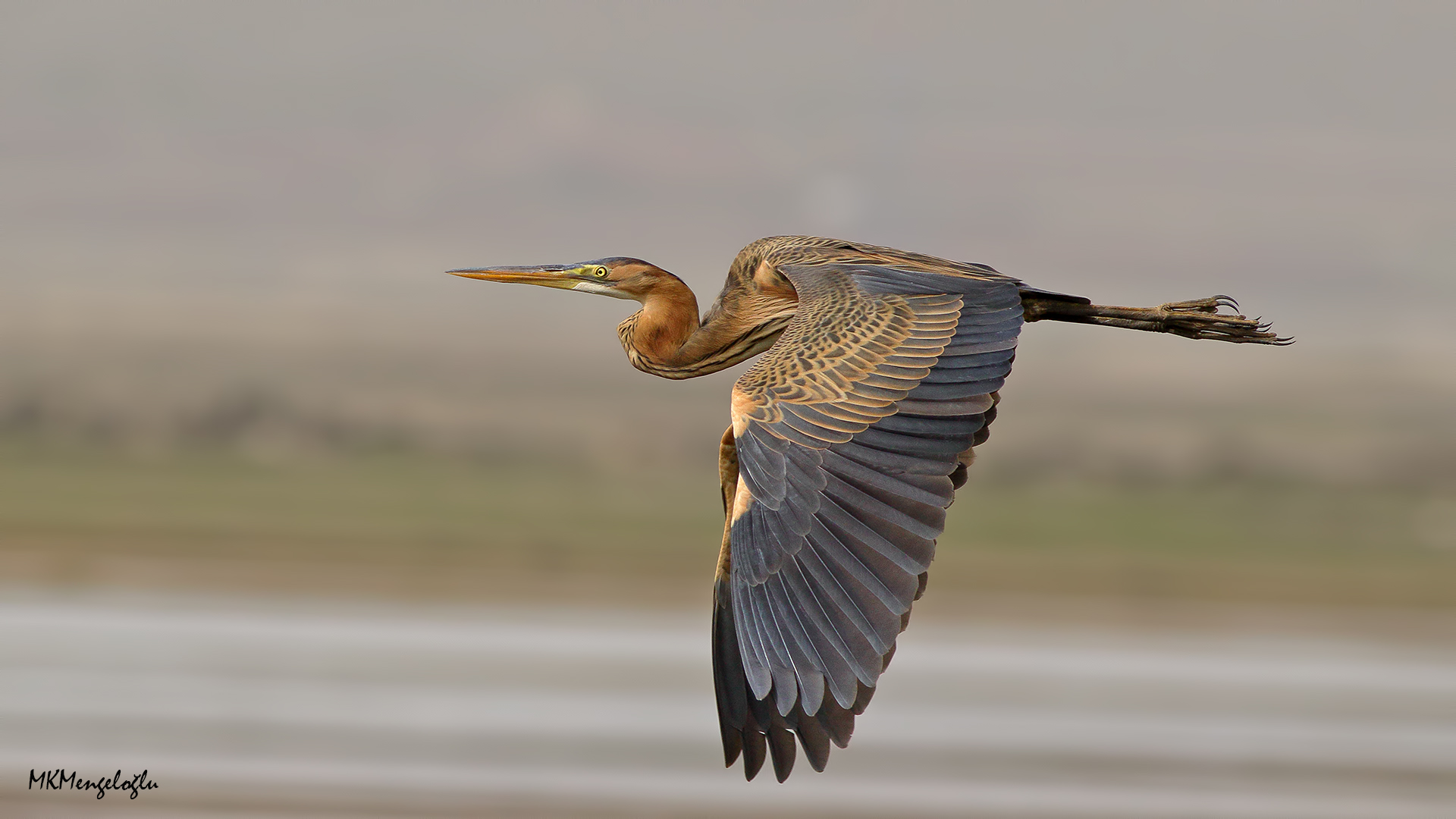 Erguvani balıkçıl