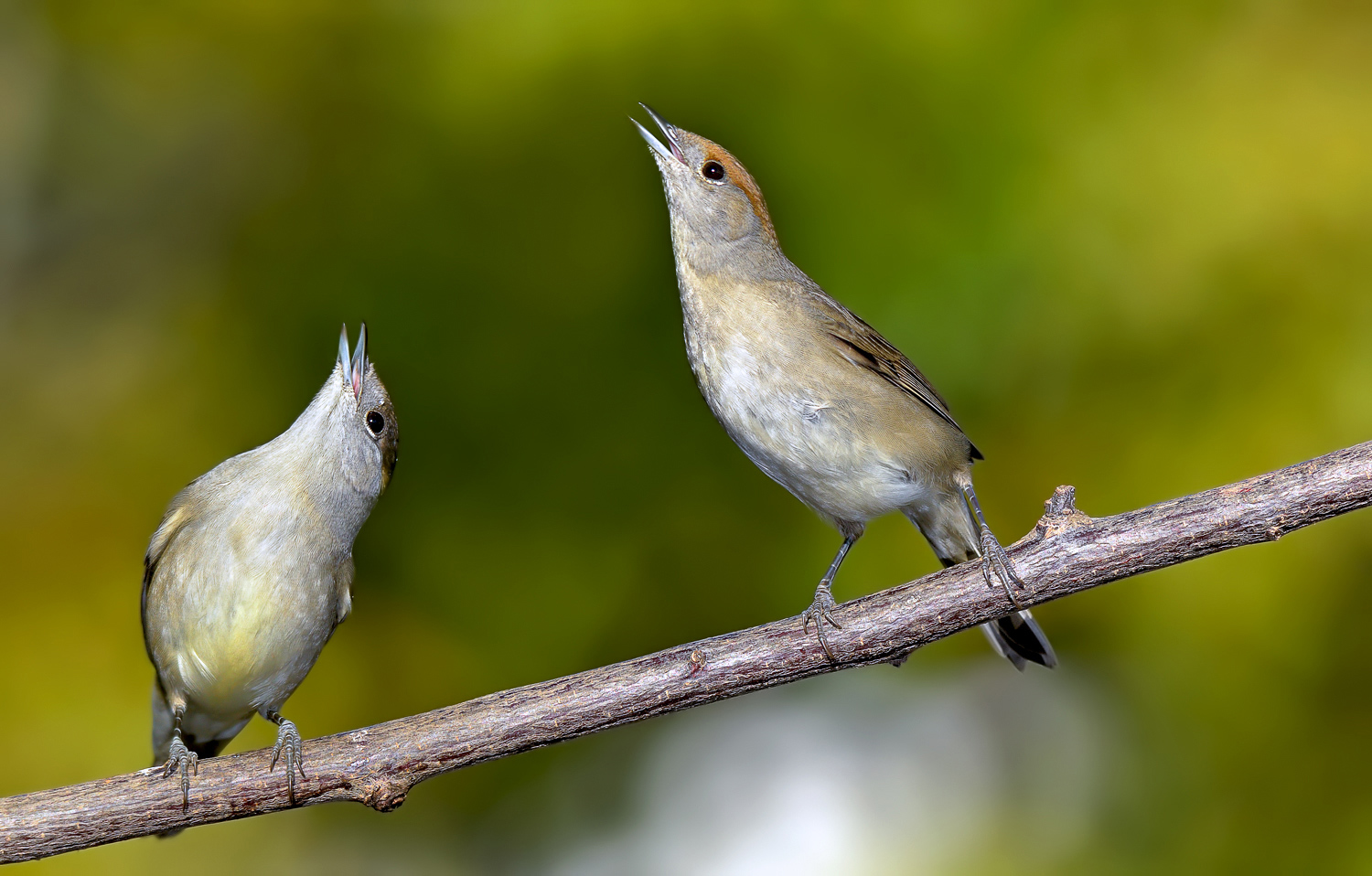 Karabaşlı ötleğen